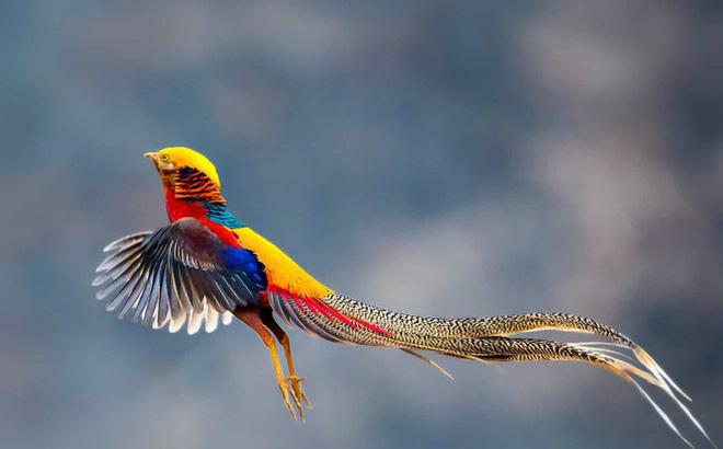 Khám phá 25 loài chim có ngoại hình đẹp nhất thế giới