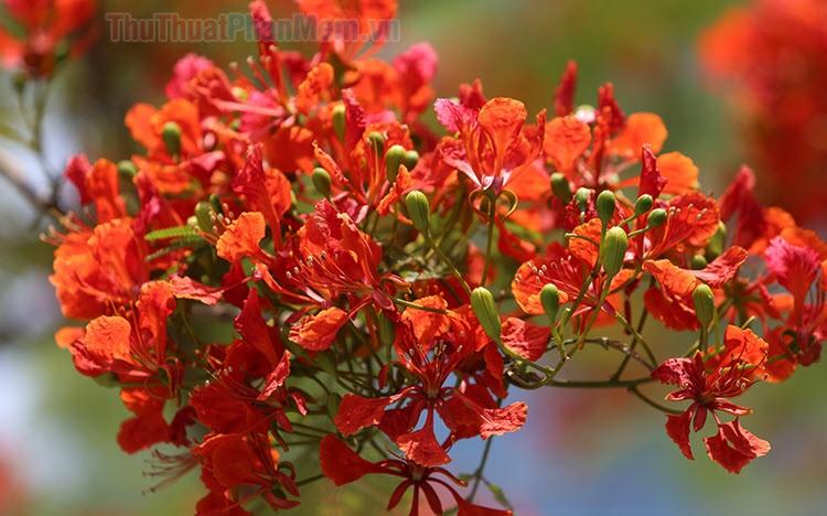 Hình ảnh tuyệt vời về vẻ đẹp của hoa phượng vĩ đỏ thắm
