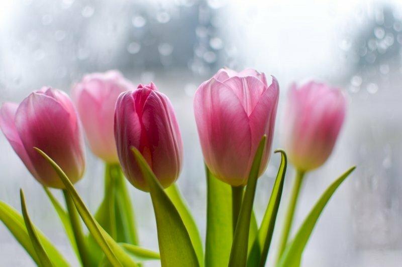 101 hình ảnh hoa may mắn đẹp, ý nghĩa, chất lượng cao, tải miễn phí