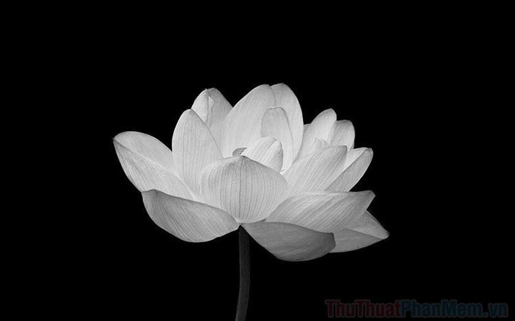 Bức tranh hoa Sen trắng trên nền đen, tinh khôi và đẹp nhất