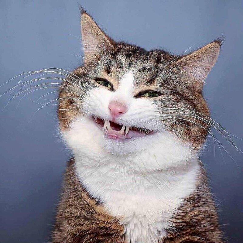 80+ meme mèo cười nhếch mép, cười nhe răng, cười đểu nham hiểm