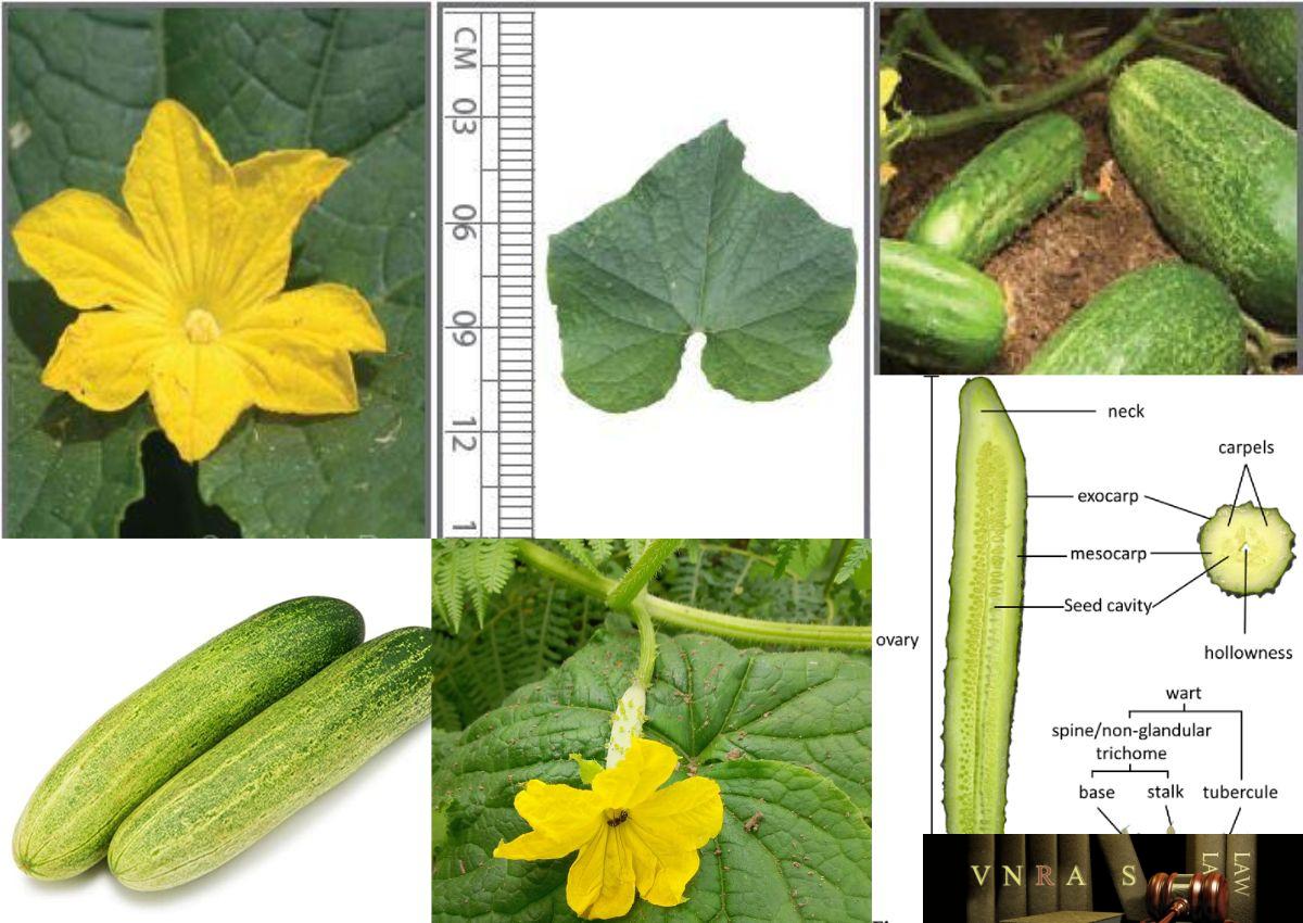 Dưa Chuột - Cucumis sativus L.