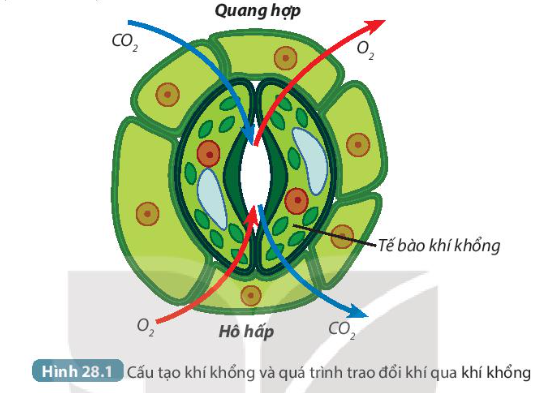 Bài 28. Trao đổi khí ở sinh vật trang 118, 119, 120, 121 Khoa học tự nhiên 7 - Kết nối tri thức