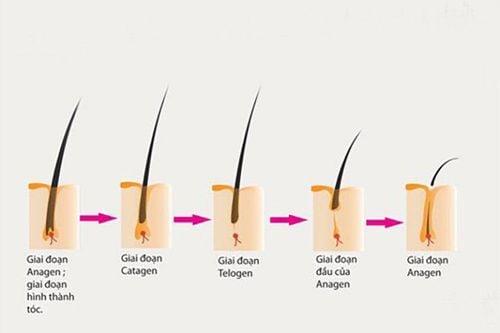 Quá trình mọc tóc thông thường