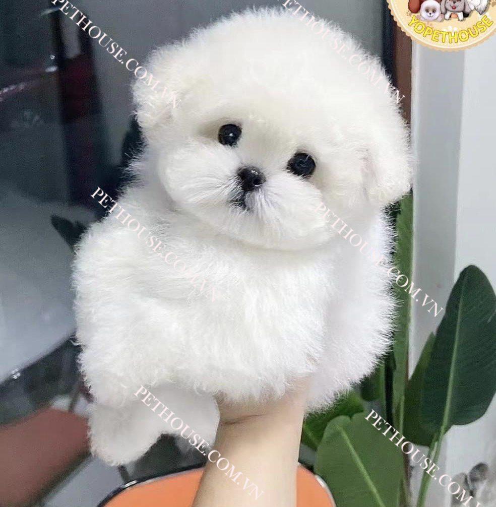 Chó Bichon - Pet House - Cửa hàng thú cưng và phụ kiện