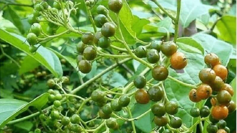 Cây xạ đen có tên khoa học là Celastrus hindsii thuộc họ Celastraceae (Dây gối)