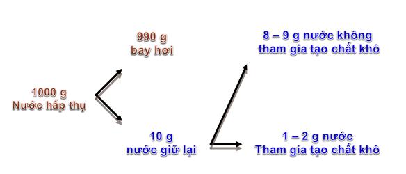 Thoát Hơi Nước Là Gì? Cơ Chế Và Vai Trò Của Quá Trình Thoát Hơi Nước