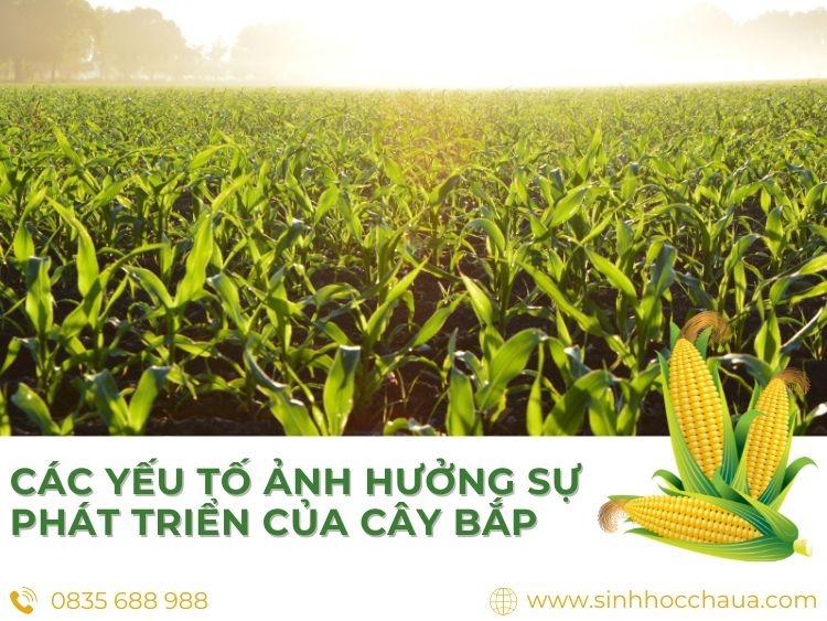 Yêu cầu sinh thái của cây bắp và những giá trị kinh tế quan trọng