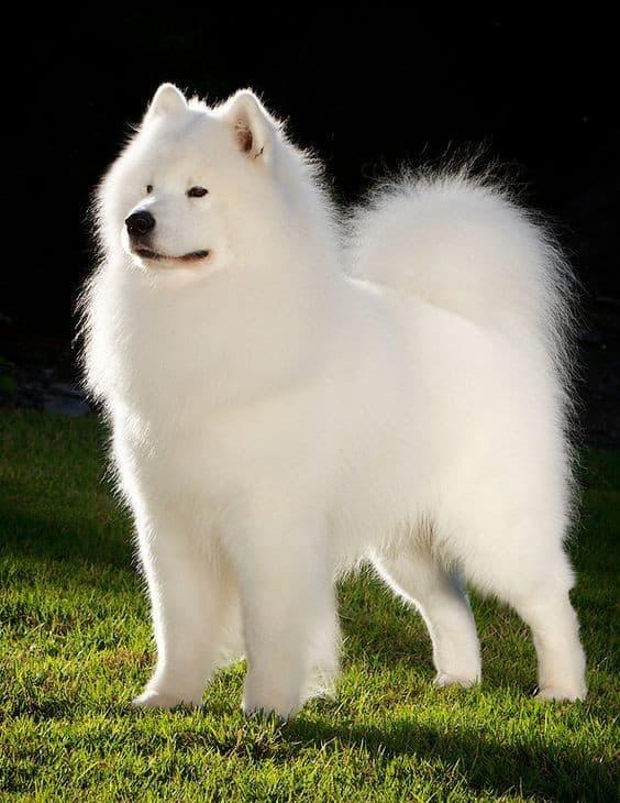 Samoyed