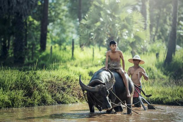 Bộ sưu tập hình nền về con trâu cho máy tính