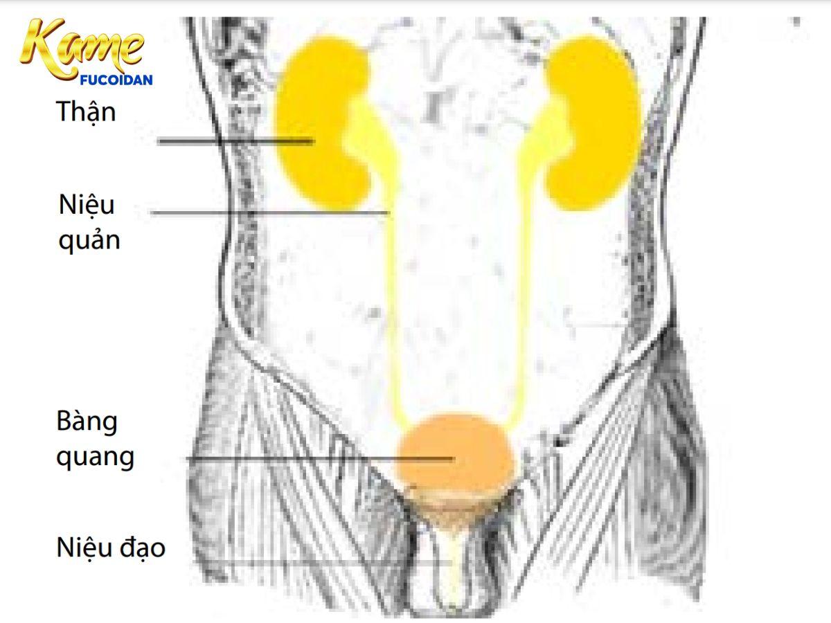 Mã ICD nhiễm trùng tiểu (nhiễm khuẩn đường tiết niệu)