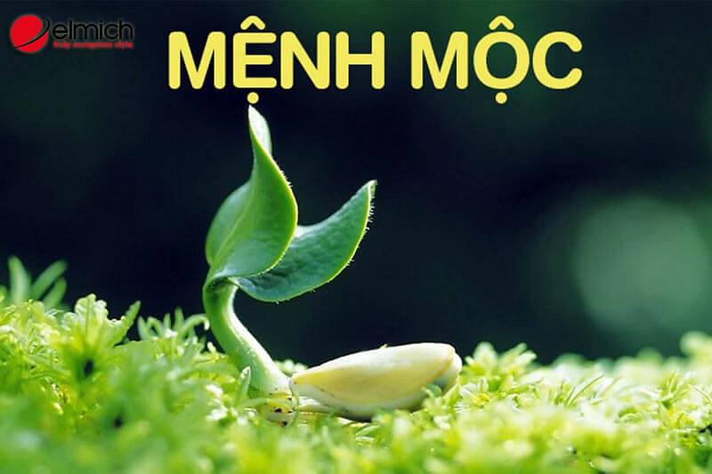 Mệnh Mộc hợp mệnh gì? Giải mã chi tiết A – Z cùng chuyên gia