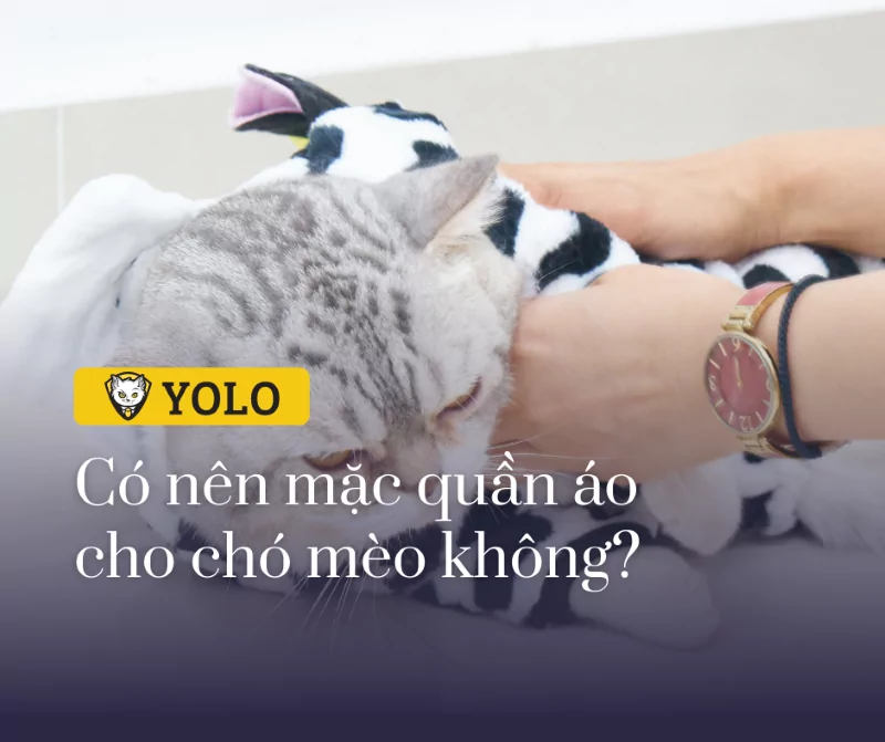 Có nên mặc quần áo cho chó mèo hay không? 5 lưu ý bạn cần biết!