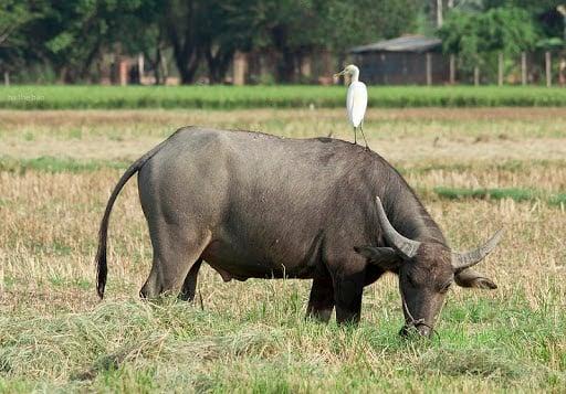 Giấc mơ về trâu: Báo hiệu tốt hay xấu? Con số may mắn nào?