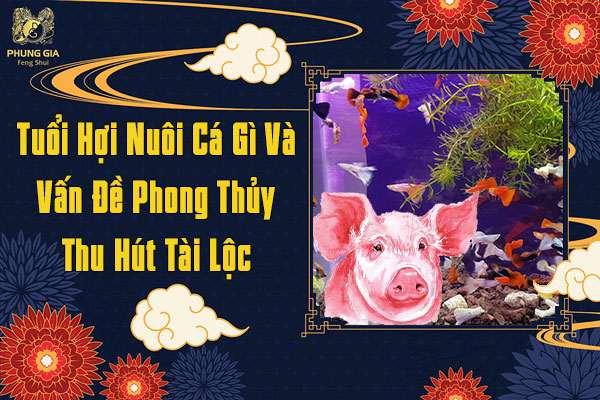 Tuổi Hợi Nuôi Cá Gì Và Vấn Đề Phong Thủy Hút Tài Lộc