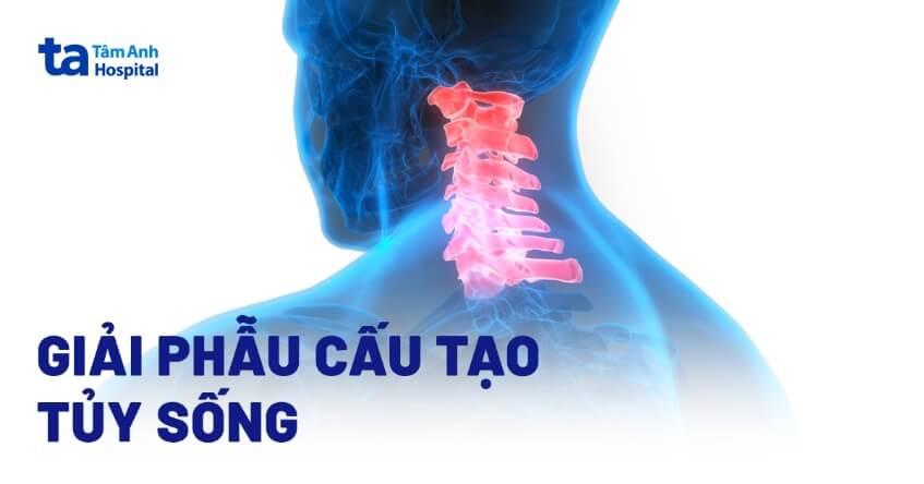 Tủy sống là gì? Cấu tạo, chức năng và vị trí ra sao?