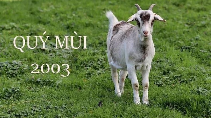 Tuổi Quý Mùi 2003 thuộc mệnh gì? Tuổi Quý Mùi hợp với tuổi nào?