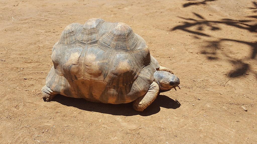 Turtles and tortoises in trouble: More than half of all species face extinction