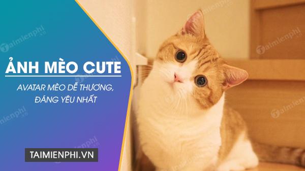 Hình Ảnh mèo cute tết 2023, Avatar mèo dễ thương