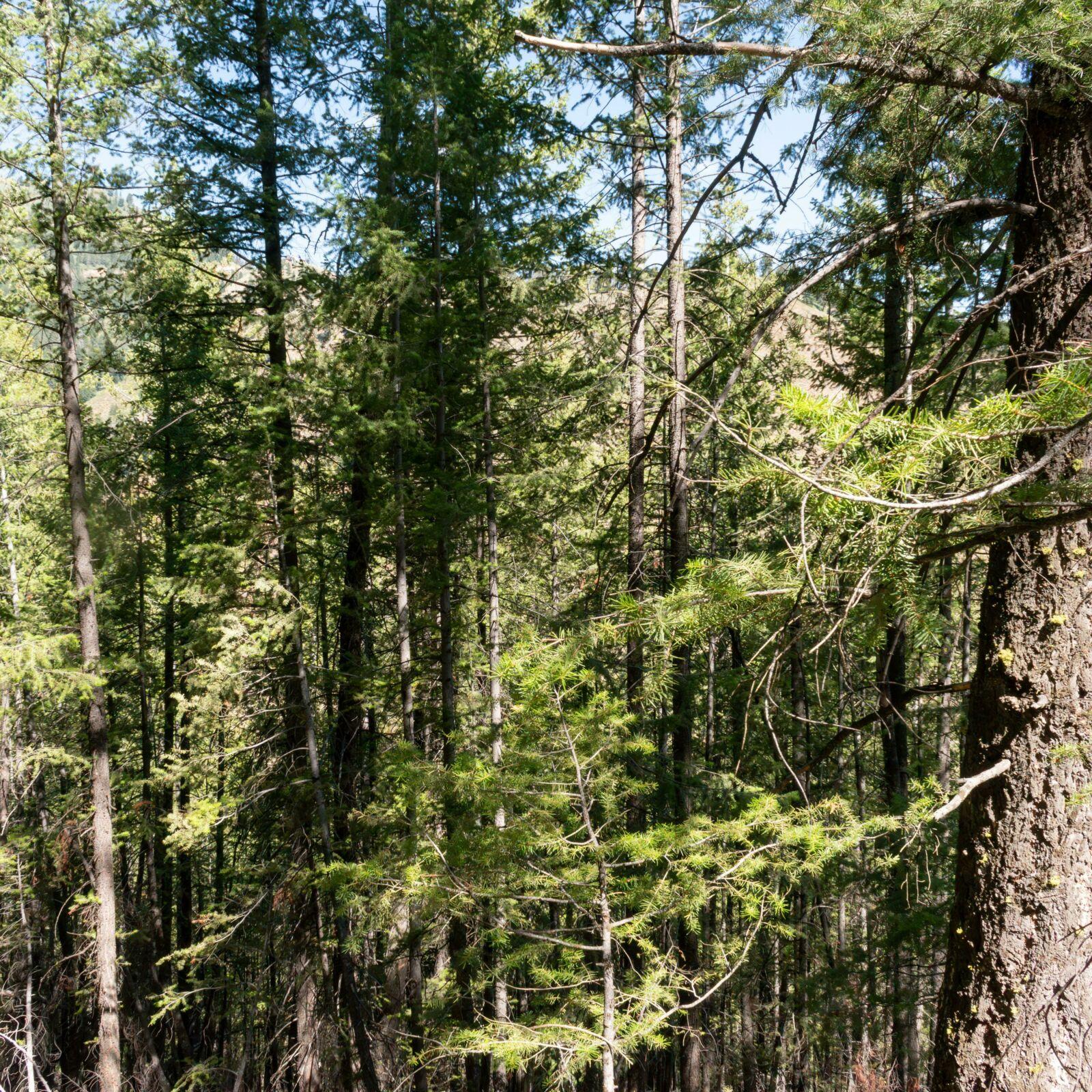 How Cutting Down Trees Can Improve Forest Health - National Forest Foundation