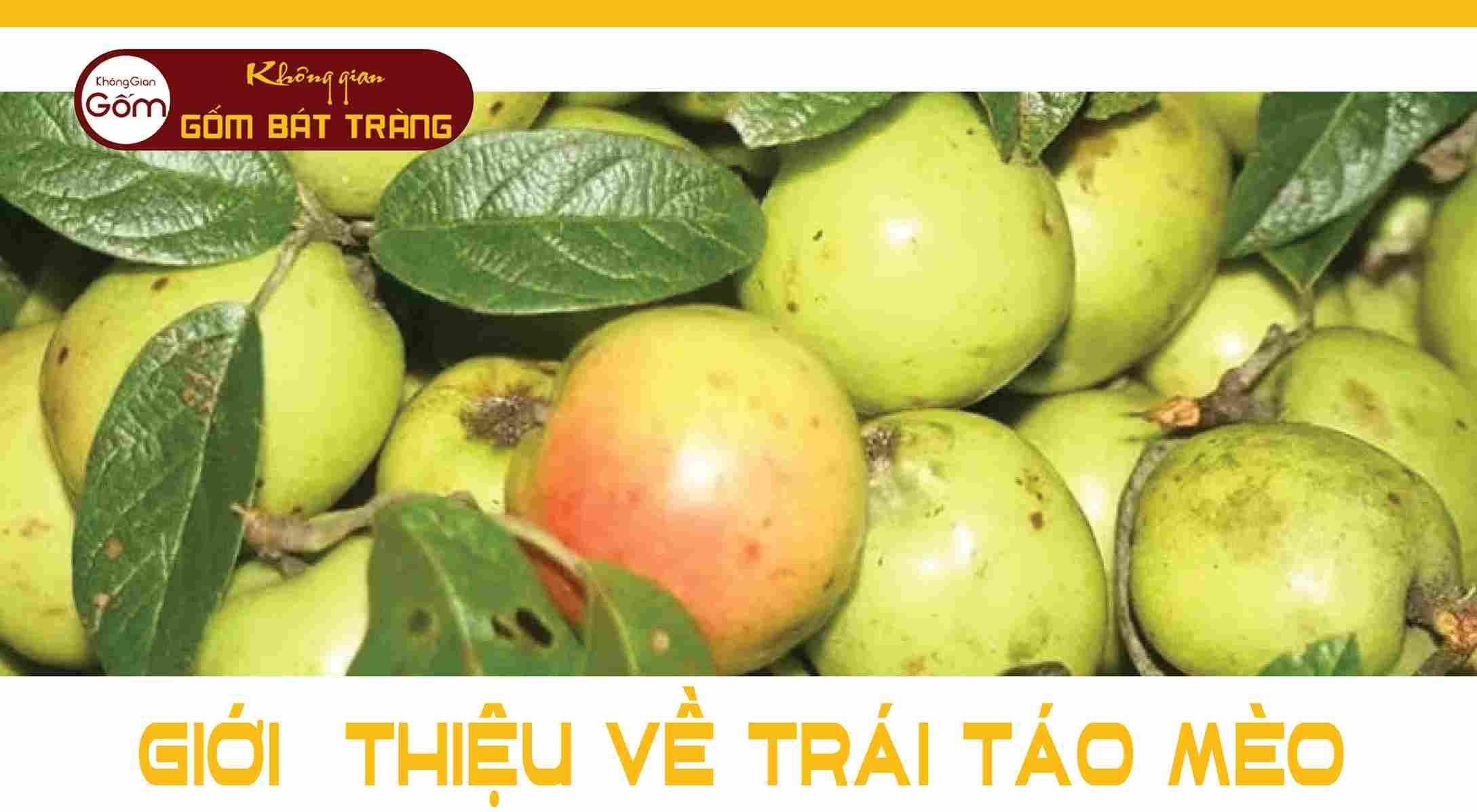 Giới thiệu về trái táo mèo