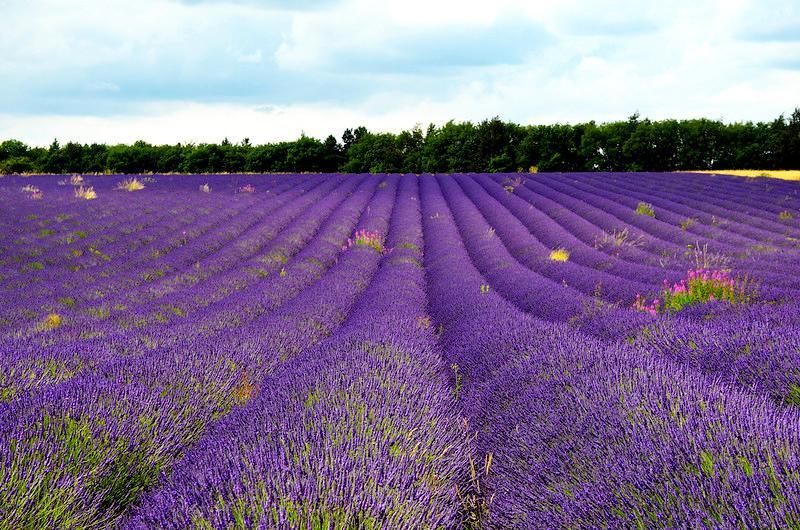 Hoa oải hương - Nguồn gốc, ý nghĩa, cách trồng và chăm sóc hoa Lavender