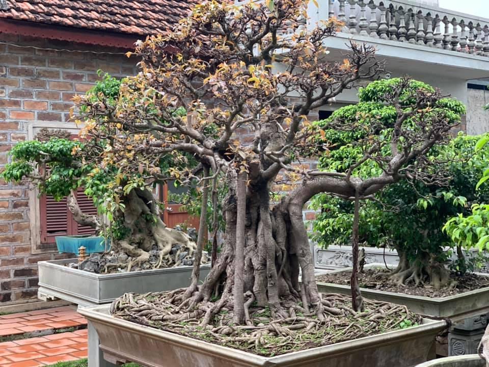 Cây Túc bonsai