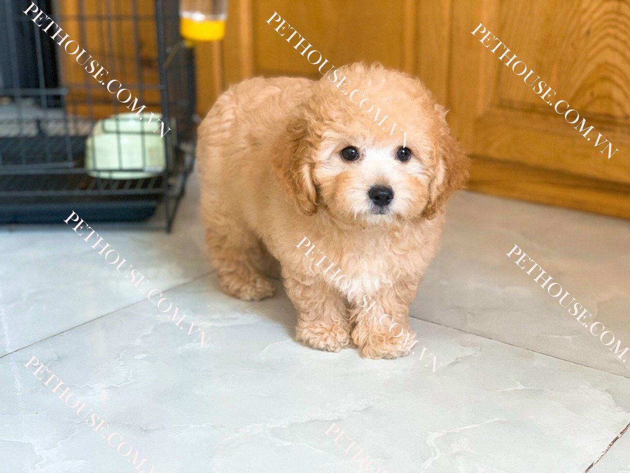 Chó Poodle đẹp tại Pet House - Giống chó không rụng lông