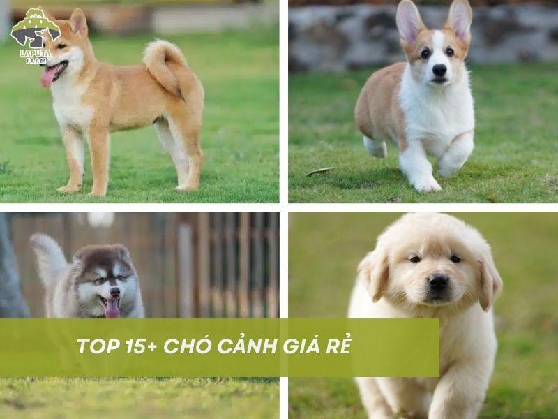 Chó cảnh giá rẻ: TOP 15+ các loại giống chó cảnh rẻ nhất