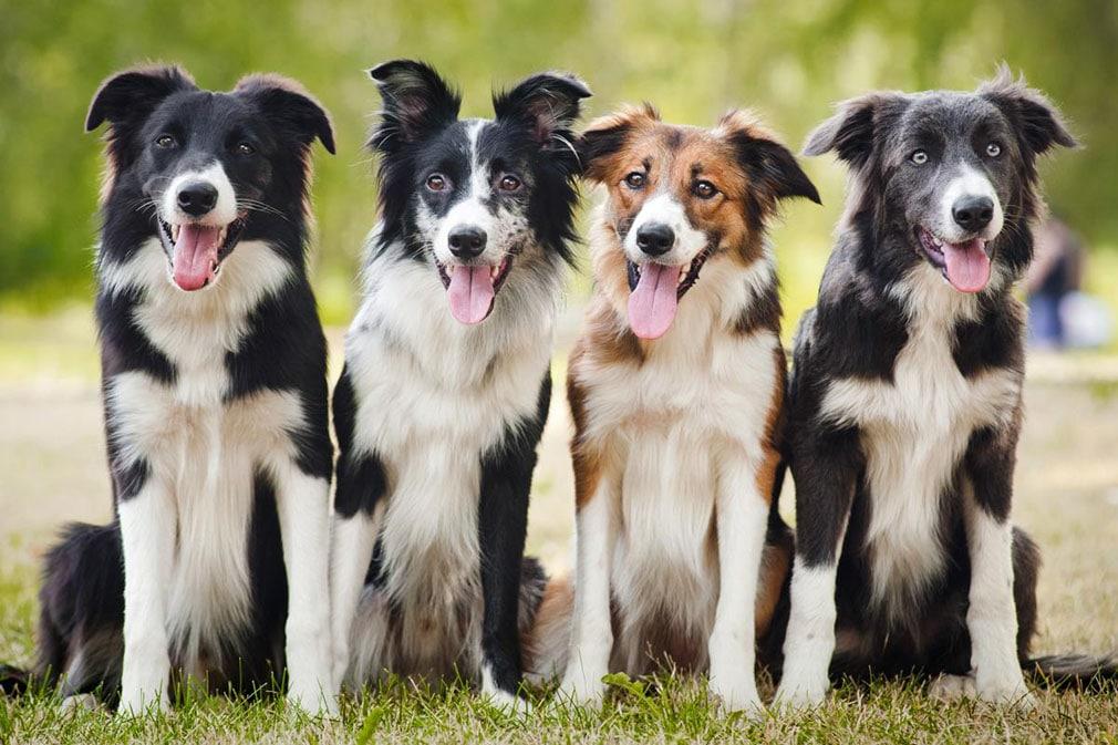 Chó thông minh nhất thế giới - Border collie