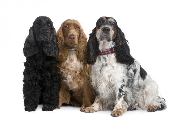 Cocker spaniel – Bệnh viện thú y – Học viện Nông Nghiệp Việt Nam