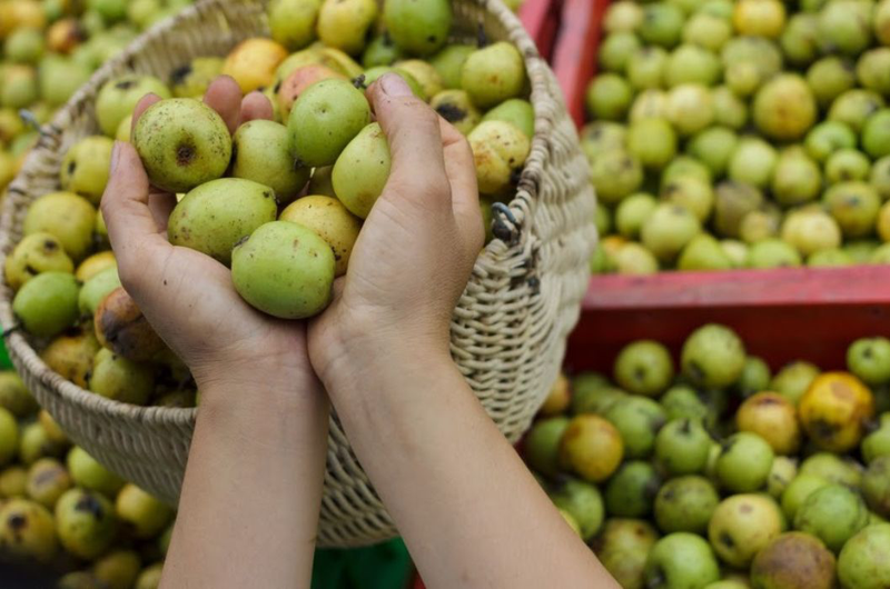 Cách làm giấm táo mèo giảm cân an toàn, hiệu quả 1