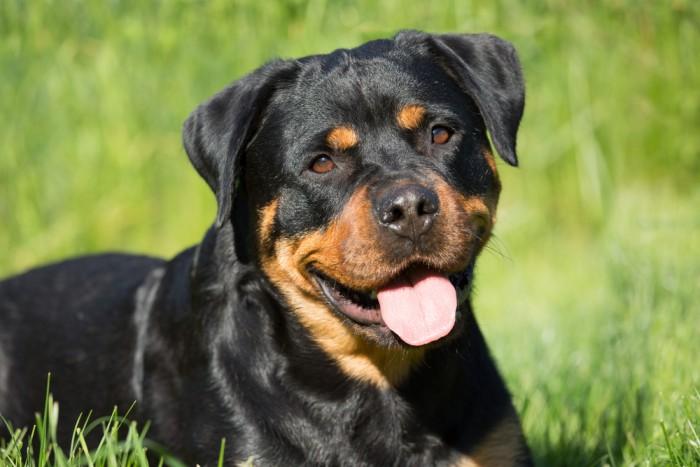 Chó Rottweiler có mấy loại? Đặc điểm của từng loại