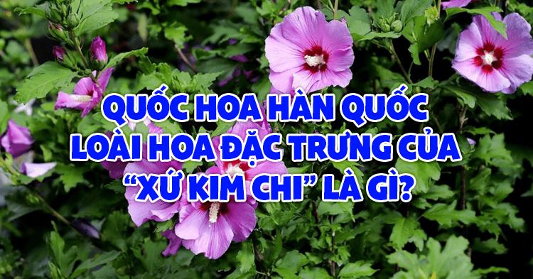 Quốc hoa Hàn Quốc – Loài hoa đặc trưng của “xứ kim chi” là gì?