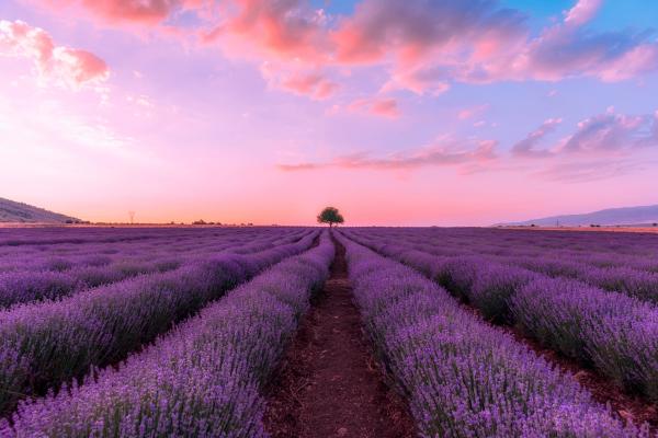 lavender là gì 2