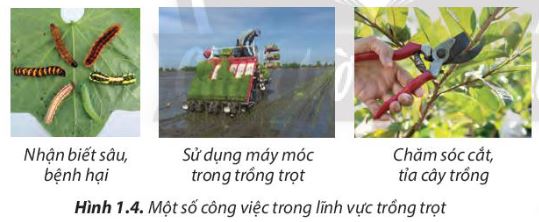 Lý thuyết nghề trồng trọt ở Việt Nam - Công Nghệ 7</>