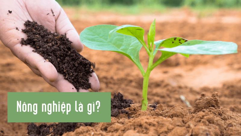 Khái niệm nông nghiệp là gì? Phân loại ngành nông nghiệp