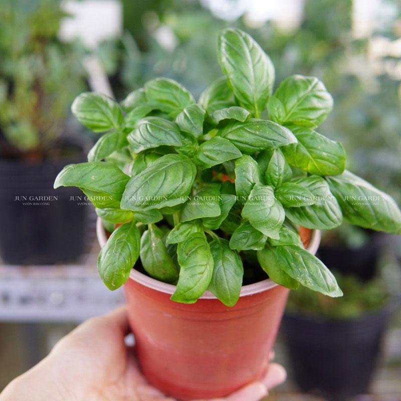 Húng Tây (Basil)