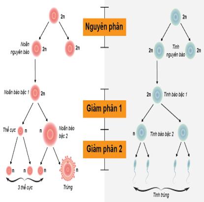 Lý thuyết Sinh học 9 Bài 11: phát sinh giao tử và thụ tinh (ảnh 1)