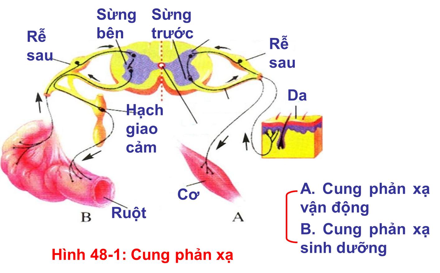 Sinh học 8 Bài 48: Hệ thần kinh sinh dưỡng