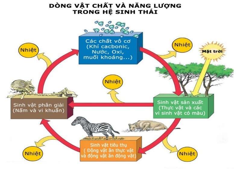 Tại sao nói “Nếu Mặt Trời không còn tồn tại thì Trái Đất sẽ bị hủy diệt”