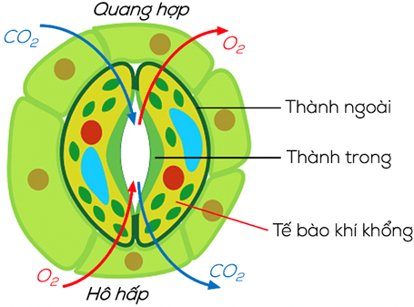 Quá trình trao đổi khí ở thực vật, động vật diễn ra vào thời gian nào trong ngày