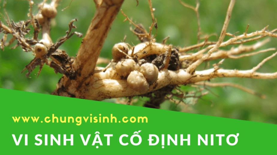 các nhóm vi sinh vật cố định đạm