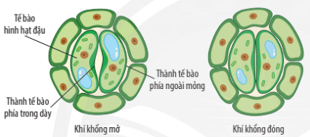 Vì sao ban đêm không nên để nhiều hoa hoặc cây xanh trong phòng ngủ đóng kín cửa