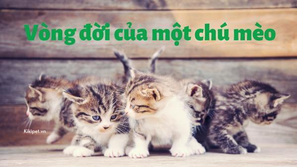 Vòng đời của một chú mèo, các giai đoạn phát triển của mèo