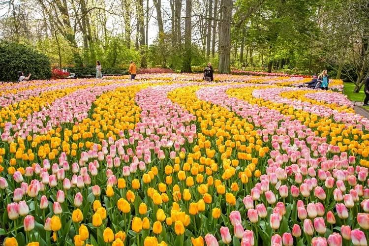 Hàng triệu bông hoa tulip rực rỡ đủ màu khoe sắc tại vườn Keukenhof. (Nguồn: Keukenhof)