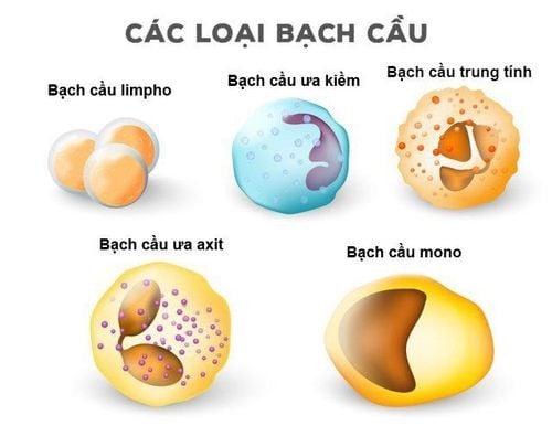 Cơ chế bảo vệ cơ thể của bạch cầu