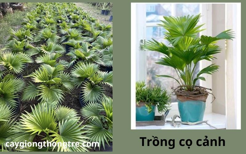 Cách trồng và chăm sóc cây cọ lùn