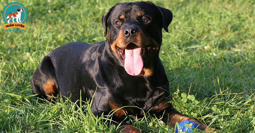 Chó Rottweiler – Đặc điểm chó Rott Đức thuần chủng