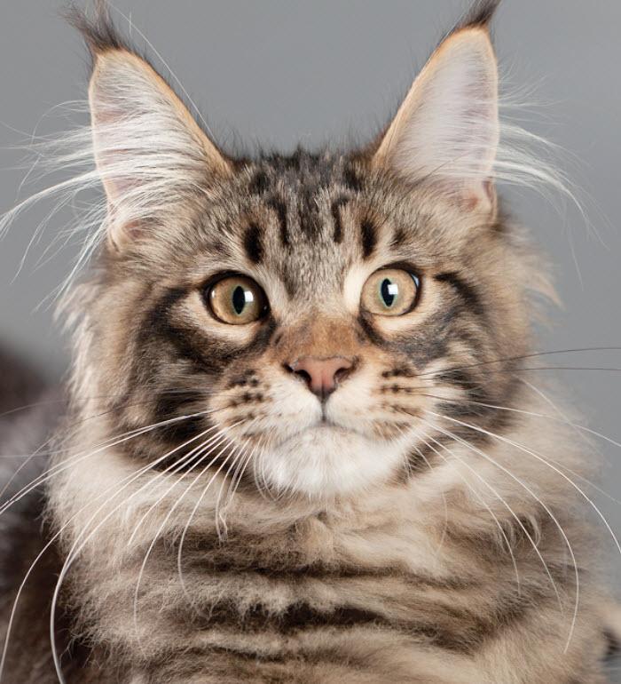 Maine Coon